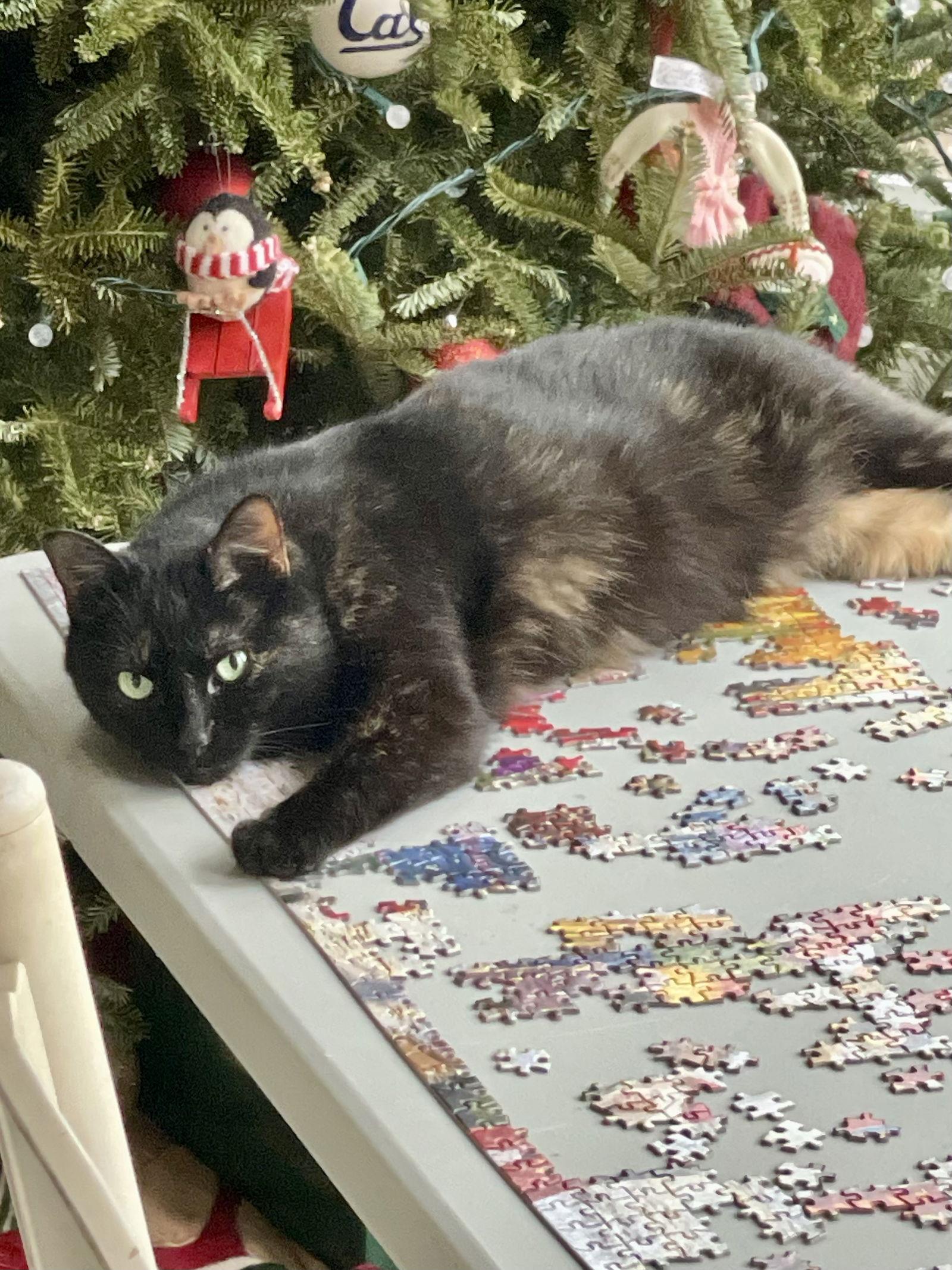 Topaz, Adoptable, Young Female Domestic Short Hair.