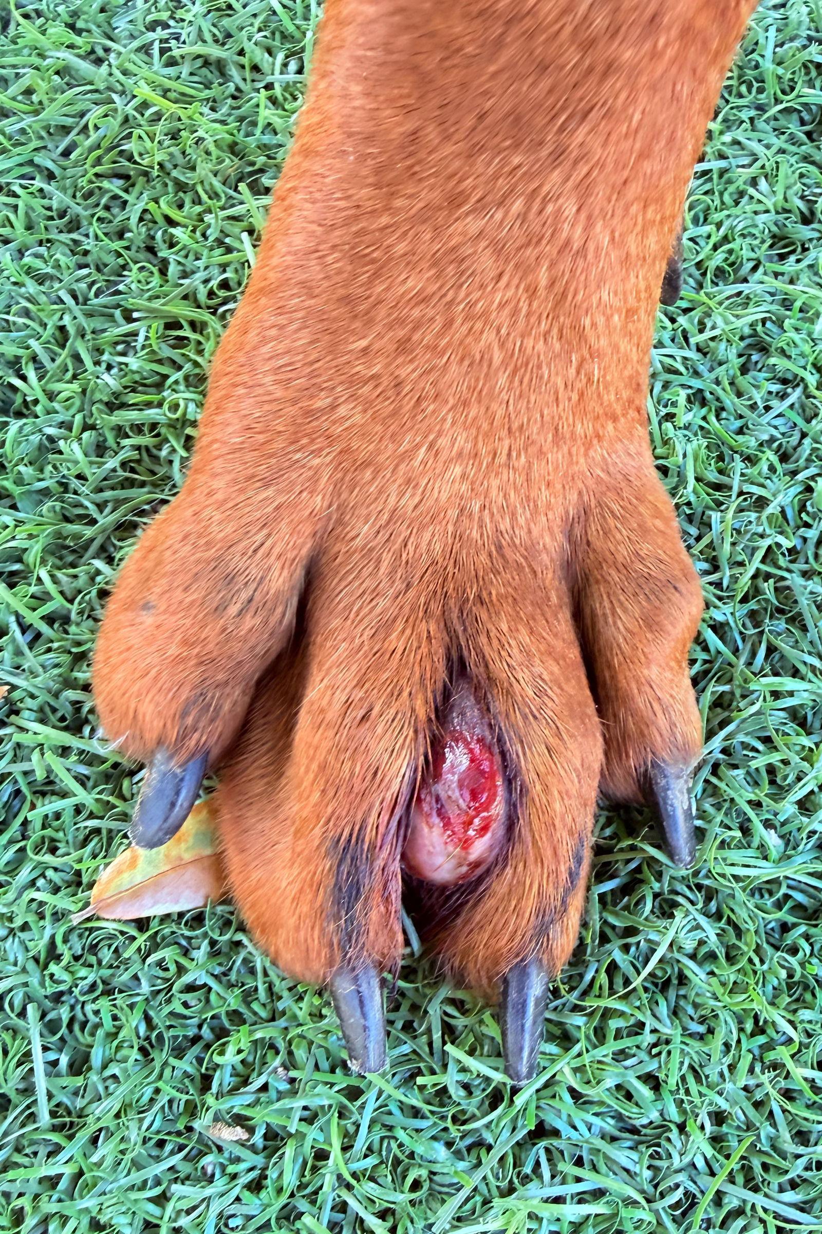 Sundae 3485, Adoptable, Young Female Doberman Pinscher.