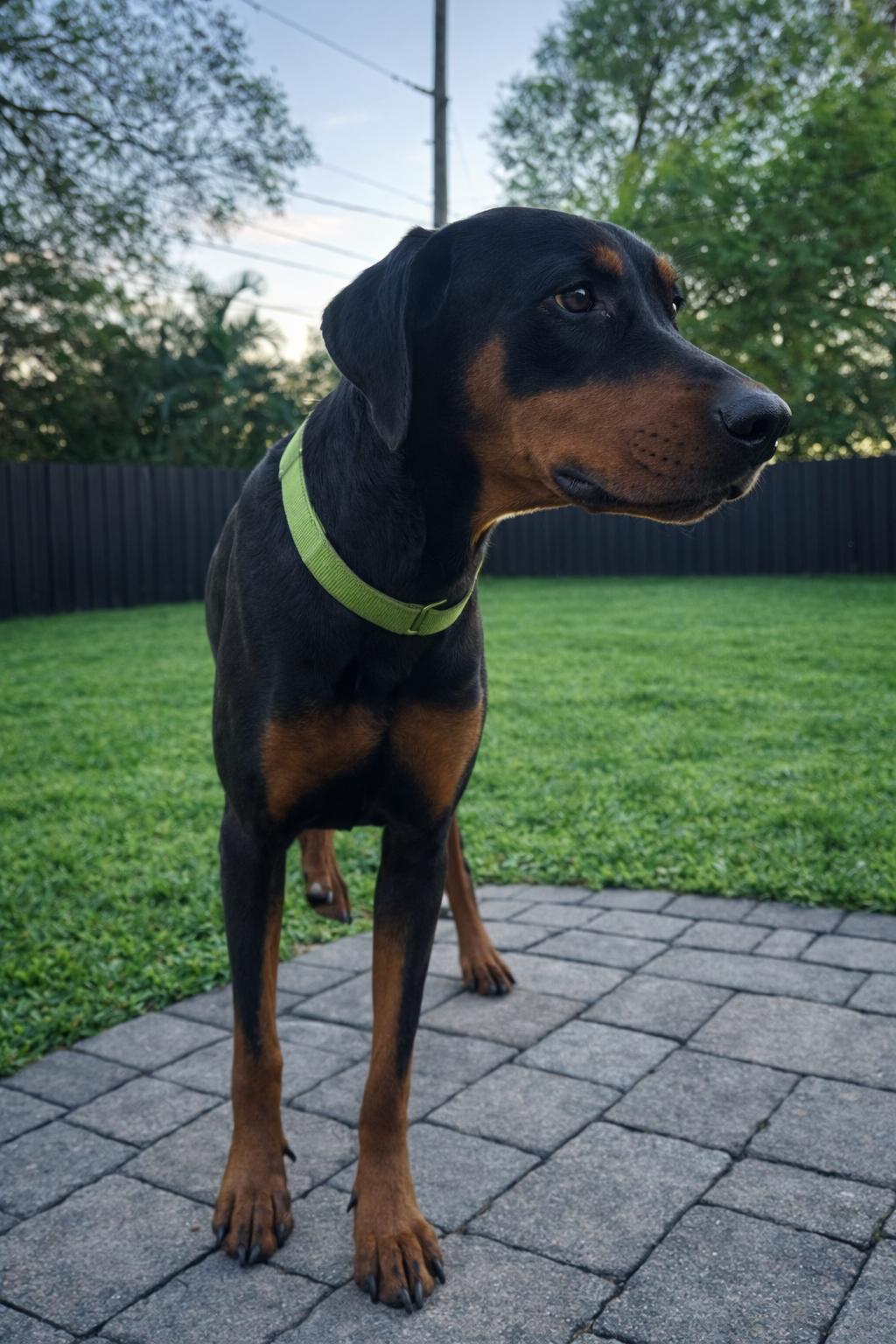 Sundae 3485, a Adoptable Doberman Pinscher in Oakland Park, FL image 1/3