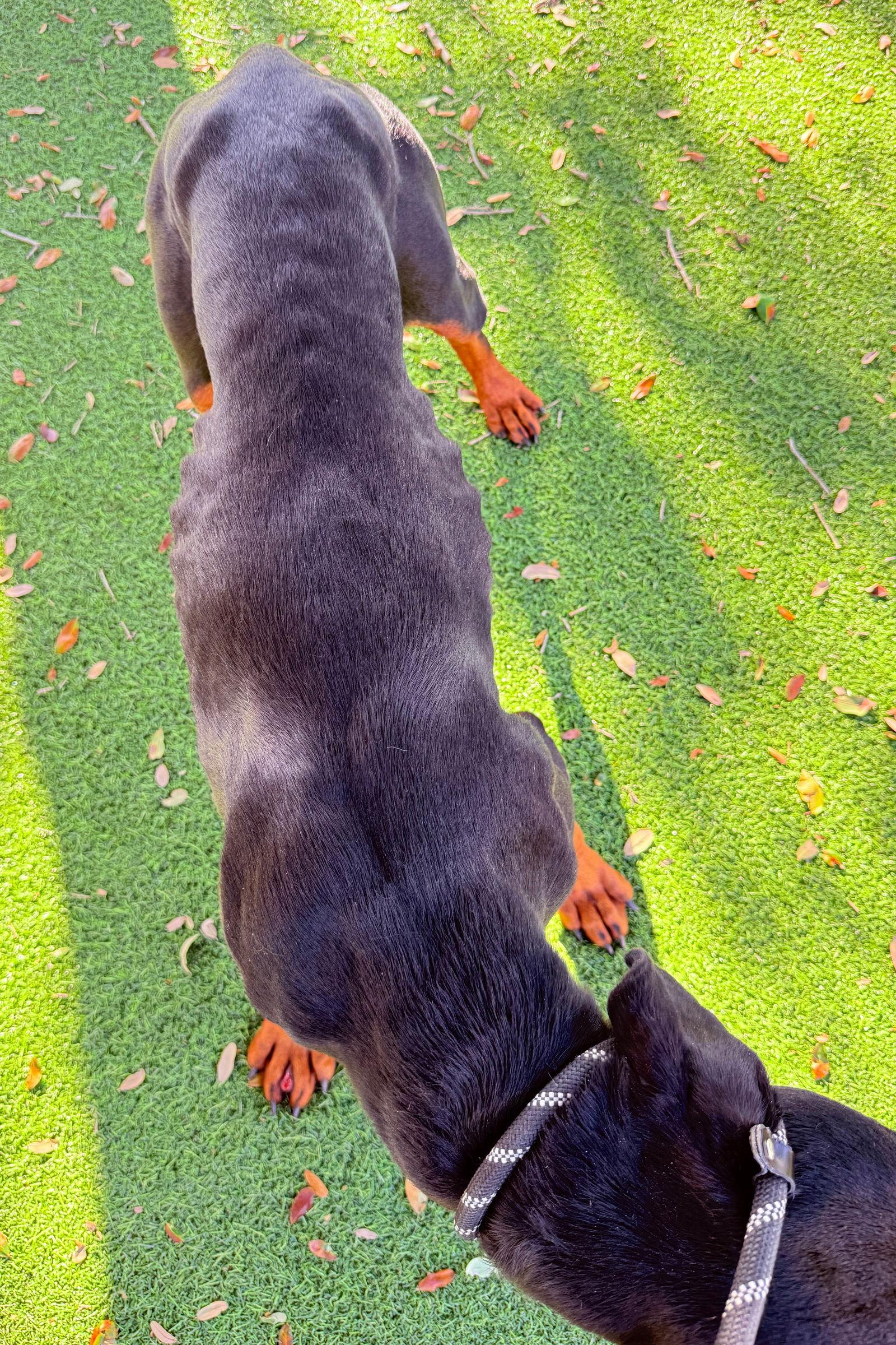 Sundae 3485, a Adoptable Doberman Pinscher in Oakland Park, FL image 2/3