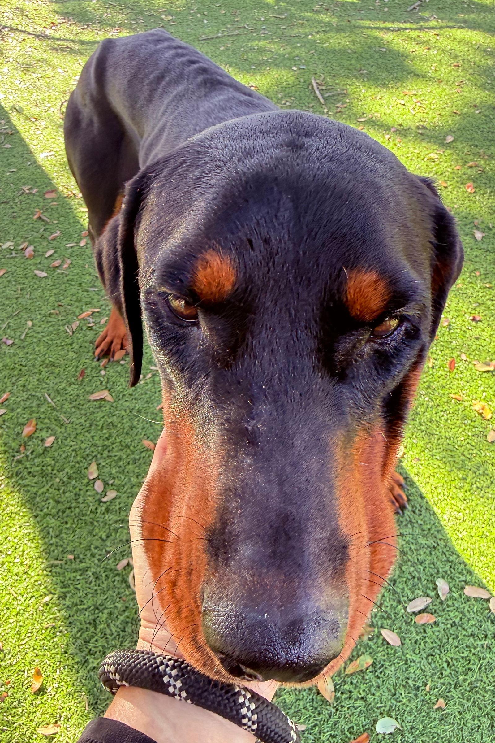 Sundae 3485, a Adoptable Doberman Pinscher in Oakland Park, FL image 3/3