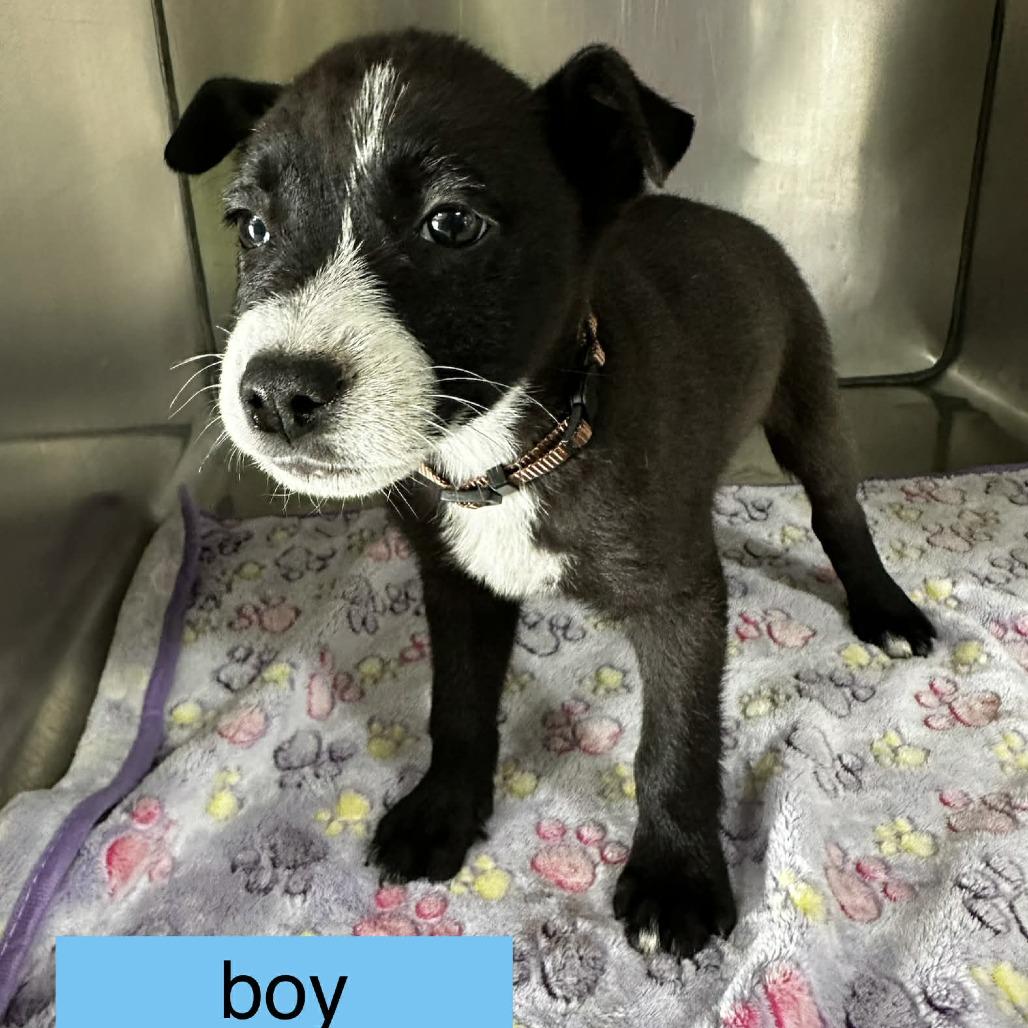 Enlarge Apollo, a Adoptable mixed breed in Tampa, FL image 1/6