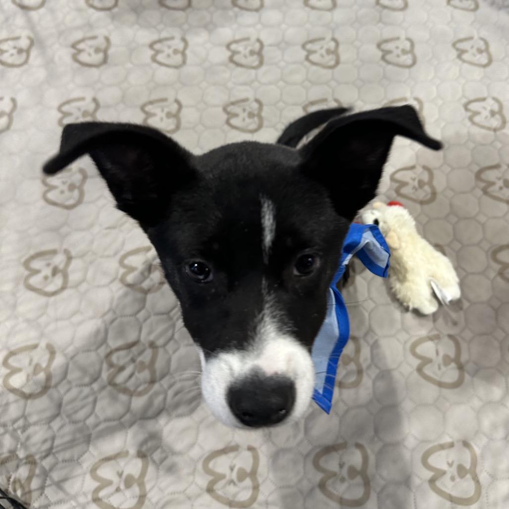 Enlarge Apollo, a Adoptable mixed breed in Tampa, FL image 2/6