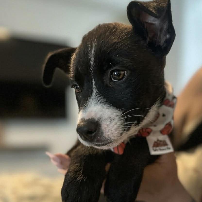 Enlarge Apollo, a Adoptable mixed breed in Tampa, FL image 3/6