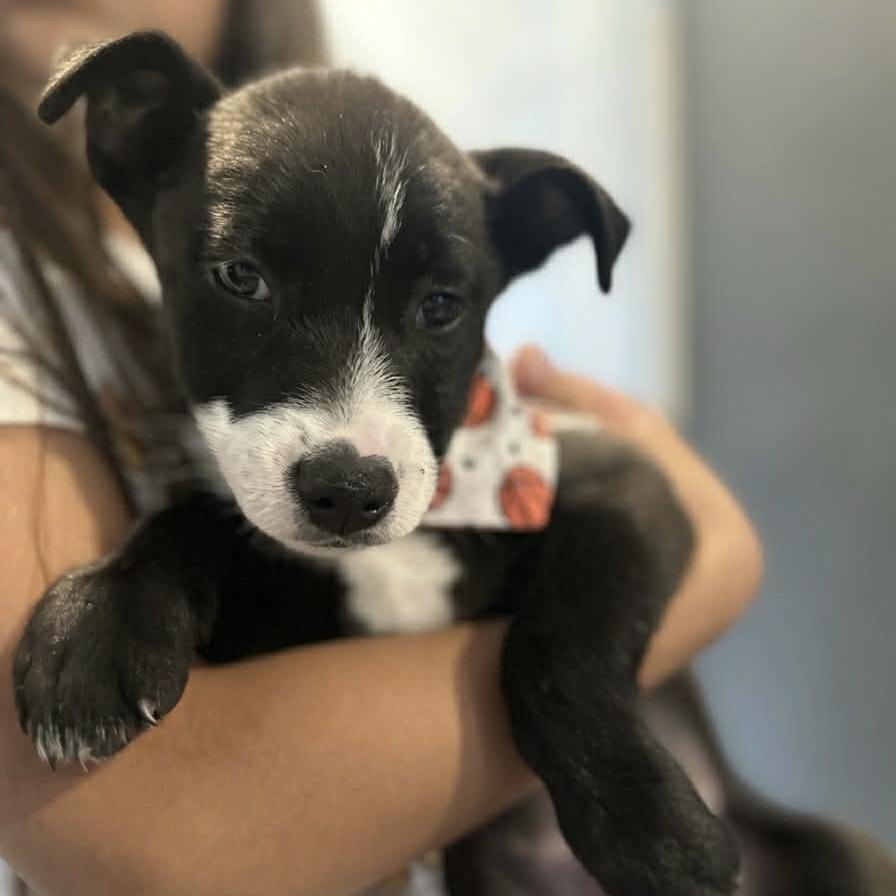 Enlarge Apollo, a Adoptable mixed breed in Tampa, FL image 4/6