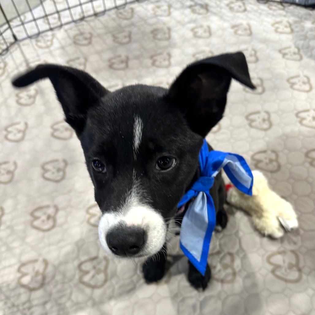 Enlarge Apollo, a Adoptable mixed breed in Tampa, FL image 5/6