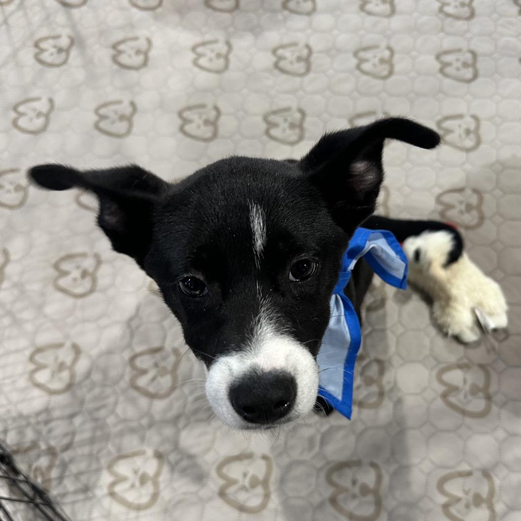 Enlarge Apollo, a Adoptable mixed breed in Tampa, FL image 6/6