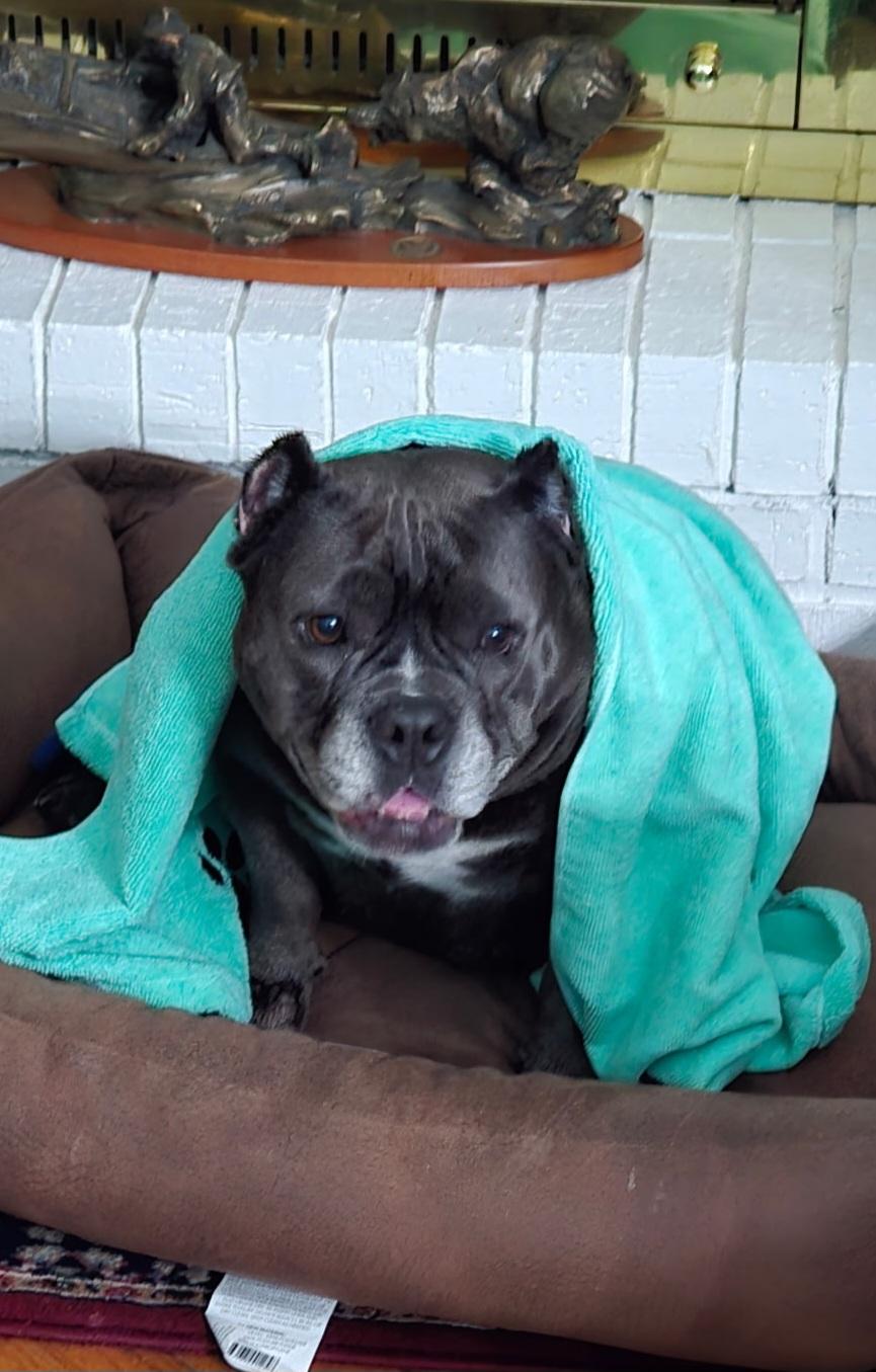 Valerie, Adoptable, Adult Female Pit Bull Terrier.