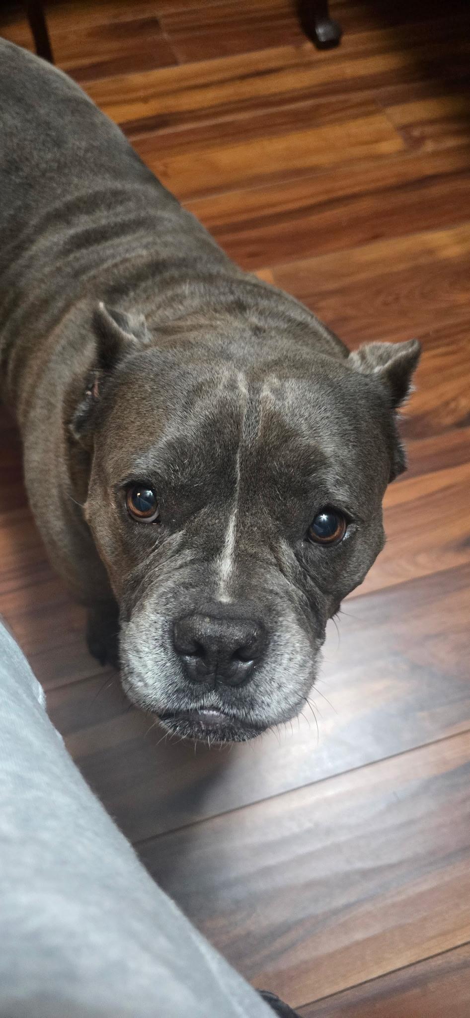 Enlarge Valerie, a Adoptable Pit Bull Terrier in Elmhurst, IL image 2/5