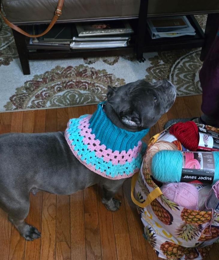 Valerie, Adoptable, Adult Female Pit Bull Terrier.