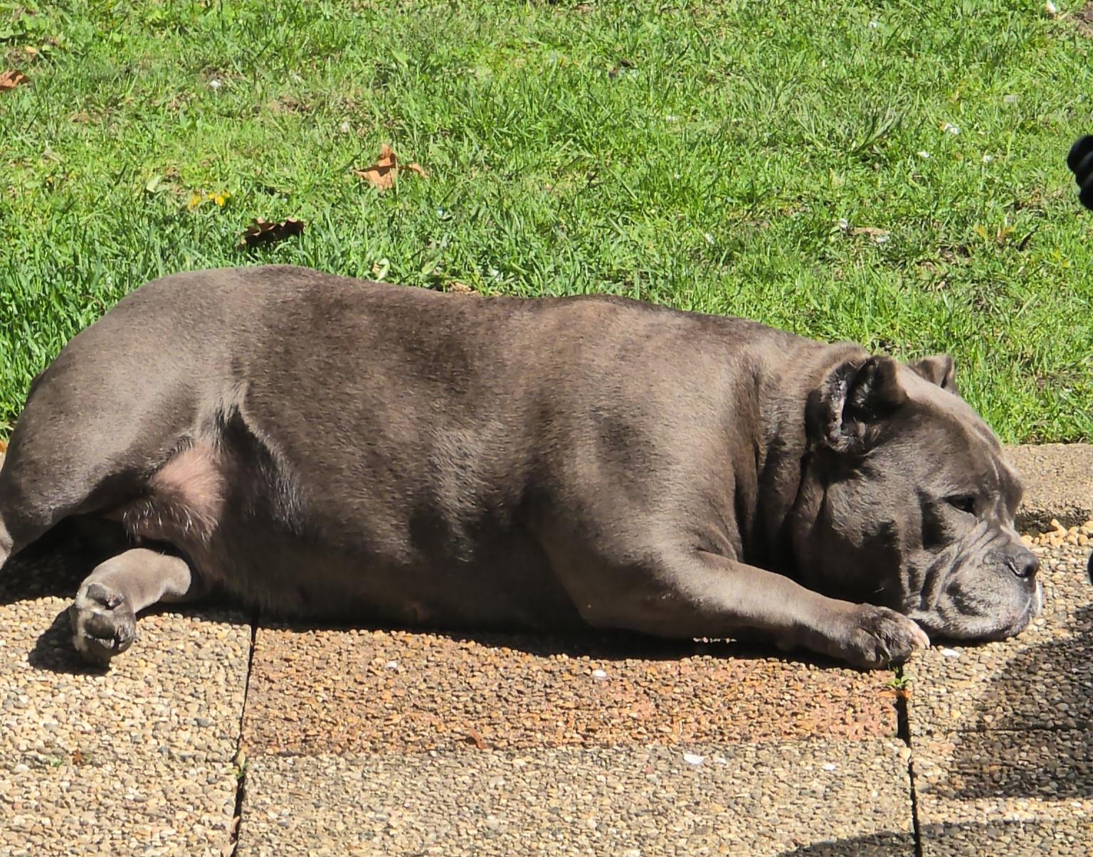 Enlarge Valerie, a Adoptable Pit Bull Terrier in Elmhurst, IL image 4/5