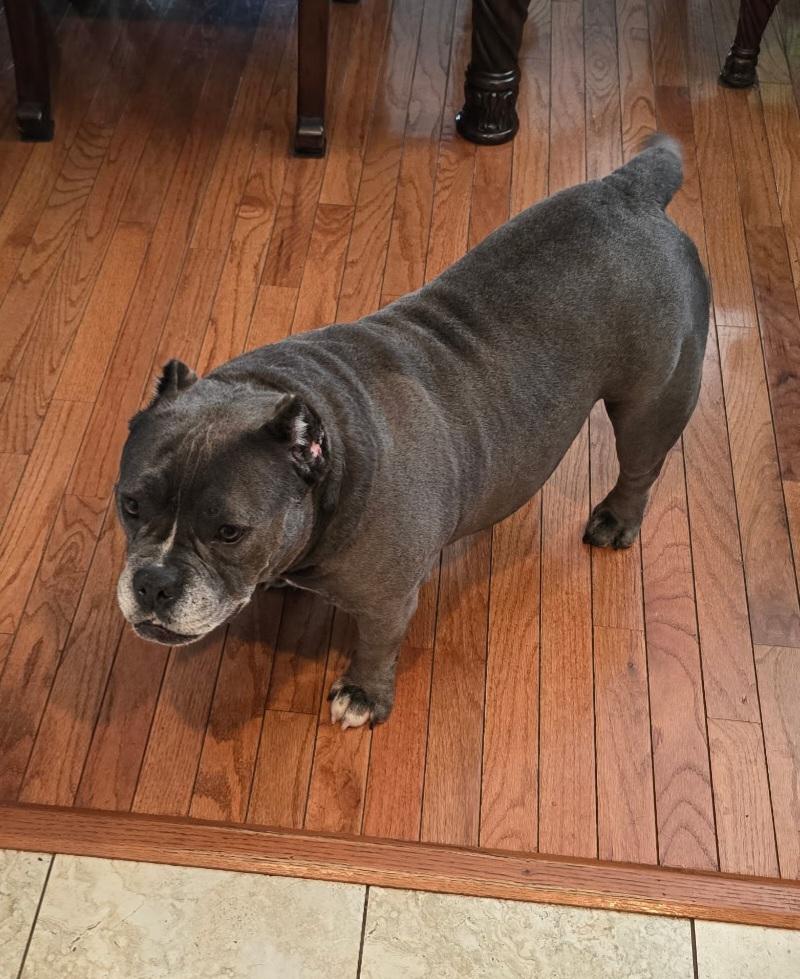 Enlarge Valerie, a Adoptable Pit Bull Terrier in Elmhurst, IL image 5/5