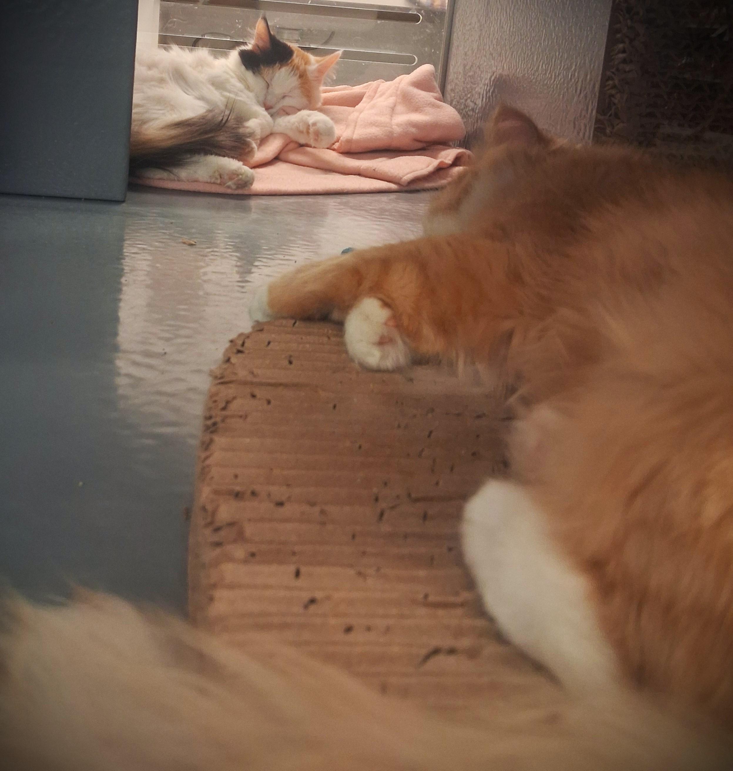 Enlarge Riley @ Petsmart Mankato, a ADOPTABLE Domestic Long Hair in Mankato, MN image 2/3