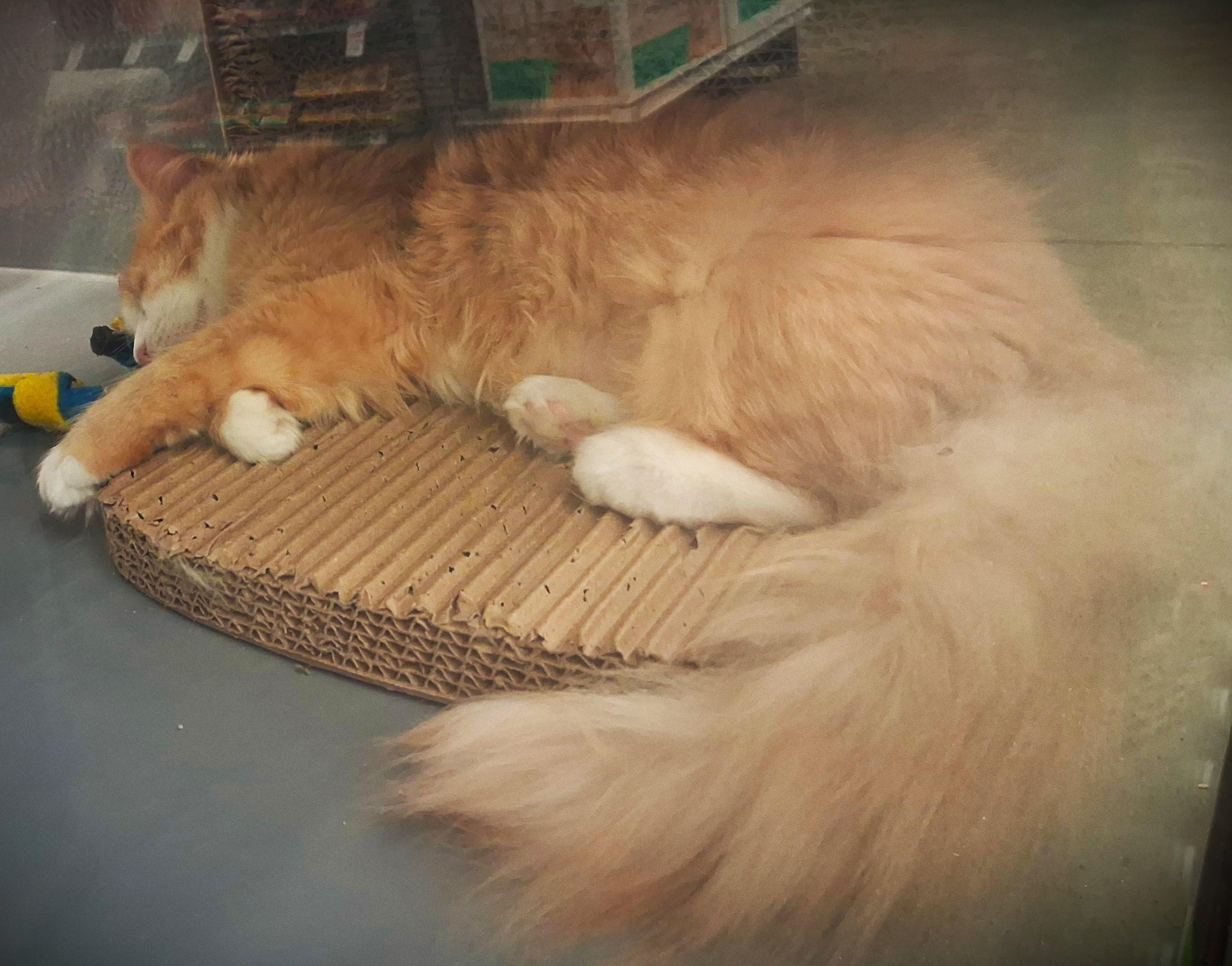 Riley @ Petsmart Mankato, ADOPTABLE, Young Female Domestic Long Hair.