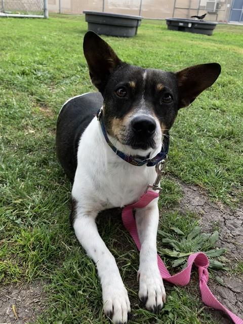 LUCY, Adoptable, Adult Female Rat Terrier.