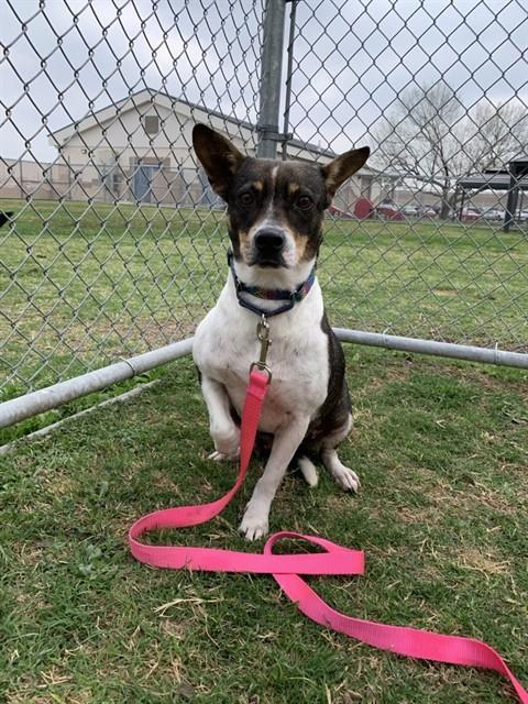 LUCY, Adoptable, Adult Female Rat Terrier.