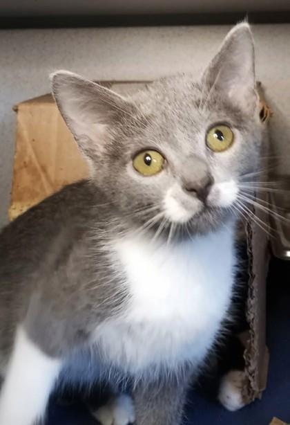 Thistle, Adoptable, Kitten Female Domestic Short Hair.