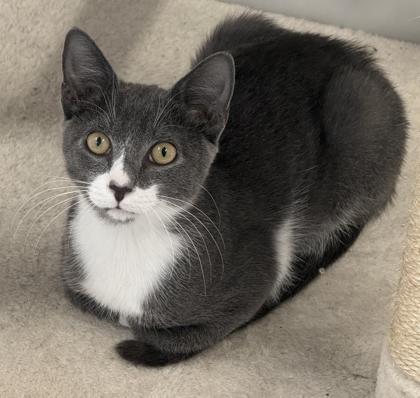 Clark, Adoptable, Adult Male Domestic Short Hair & Domestic Short Hair.