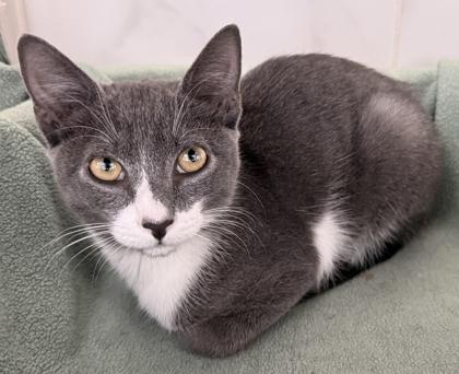 Enlarge Clark, a Adoptable mixed breed in Venice, FL image 2/3