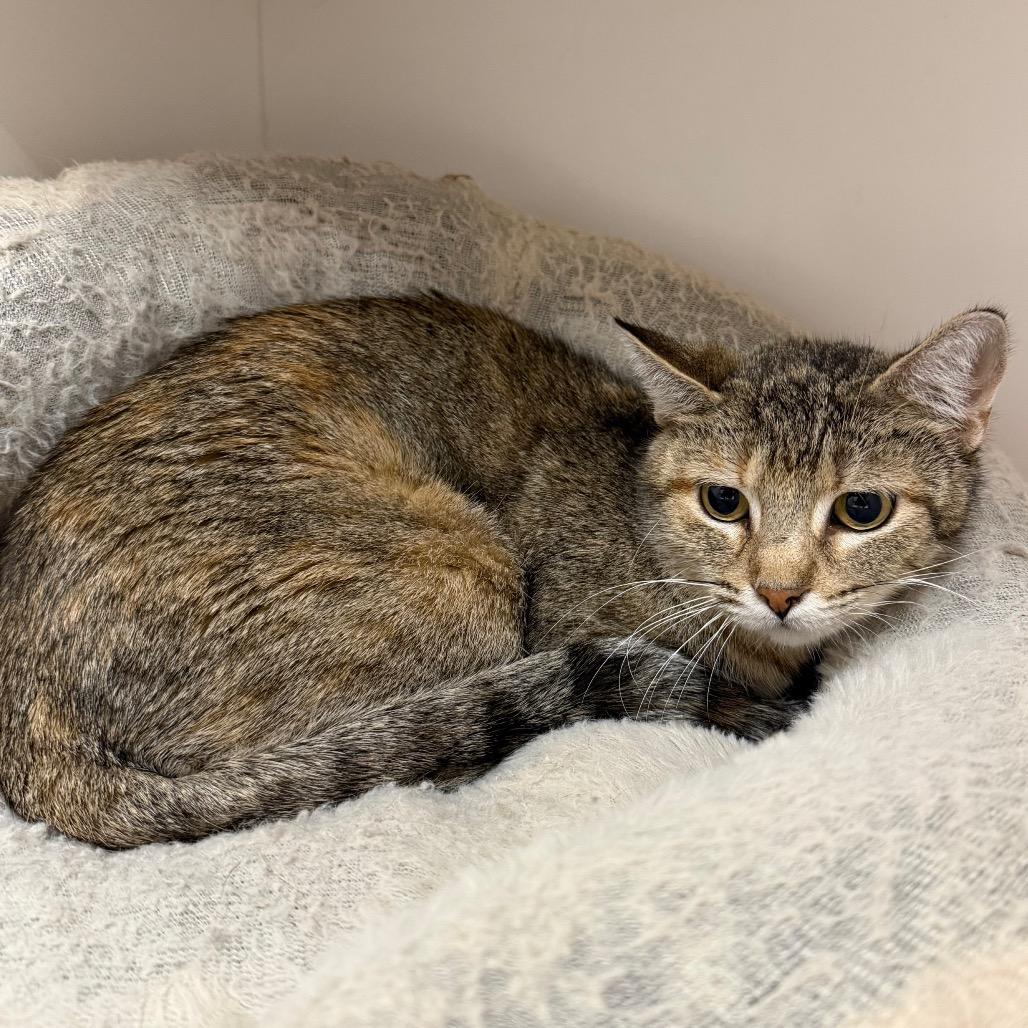 Luanne, Adoptable, Adult Female Domestic Short Hair.