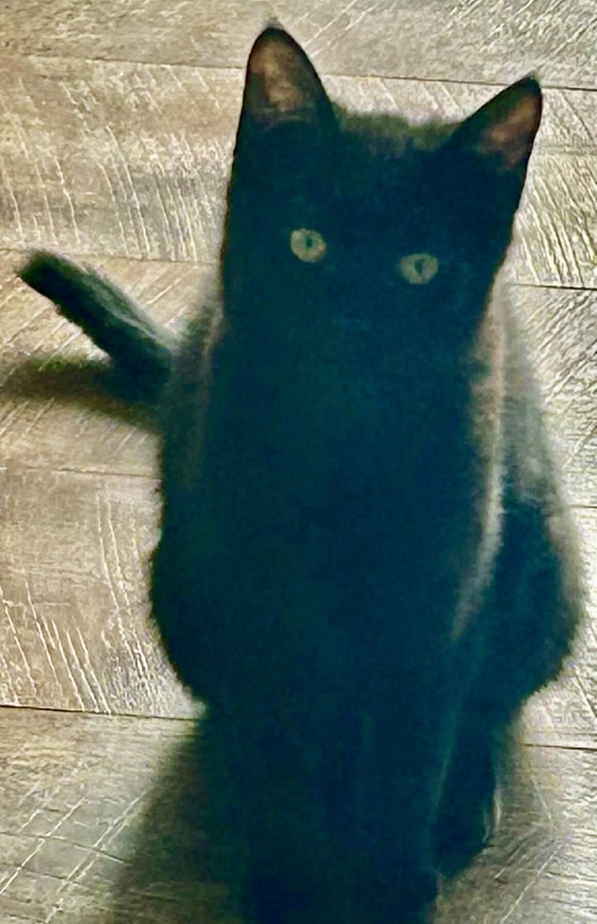 Enlarge GLOVES, a Adoptable Domestic Short Hair in Minesing, ON image 1/2