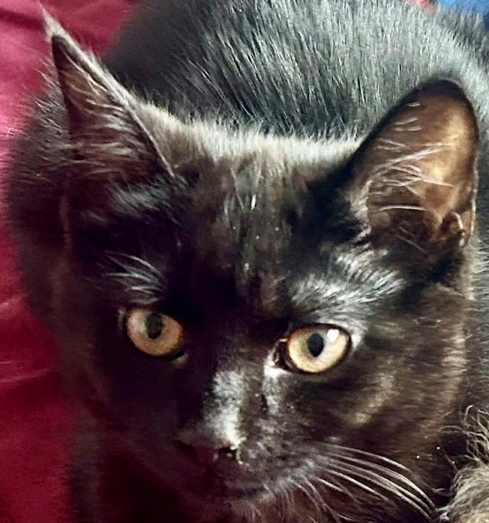 Enlarge GLOVES, a Adoptable Domestic Short Hair in Minesing, ON image 2/2