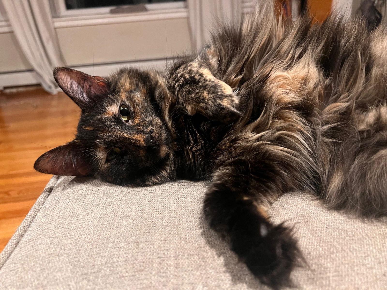 Enlarge Bethany, a Adopted Domestic Long Hair in Naugatuck, CT image 1/3