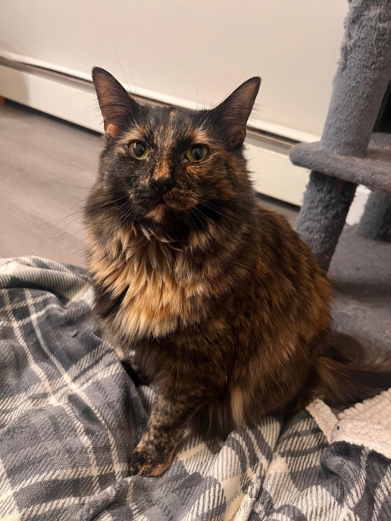 Enlarge Bethany, a Adopted Domestic Long Hair in Naugatuck, CT image 2/3