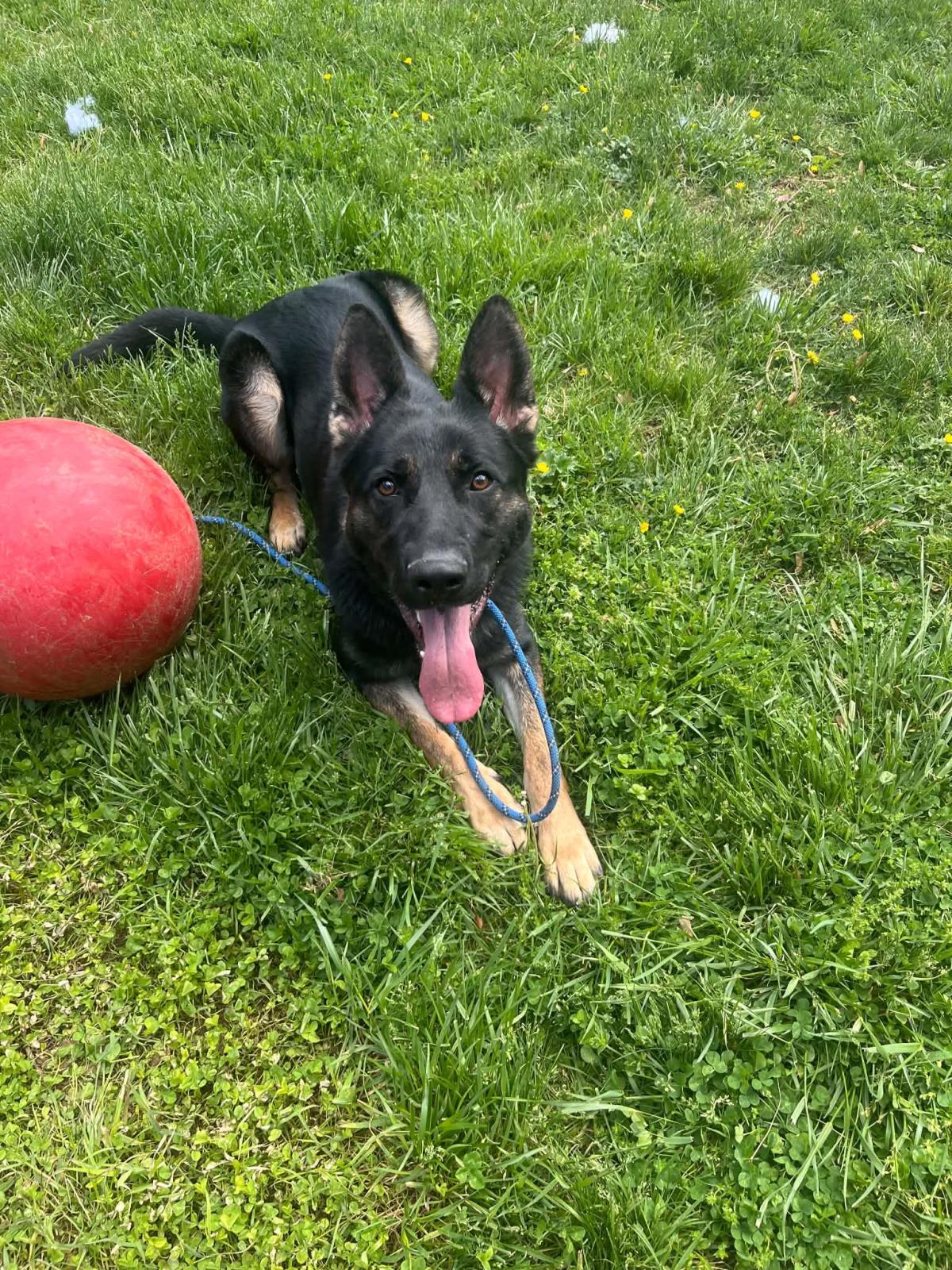 Rocco, Adoptable, Young Male Shepherd.