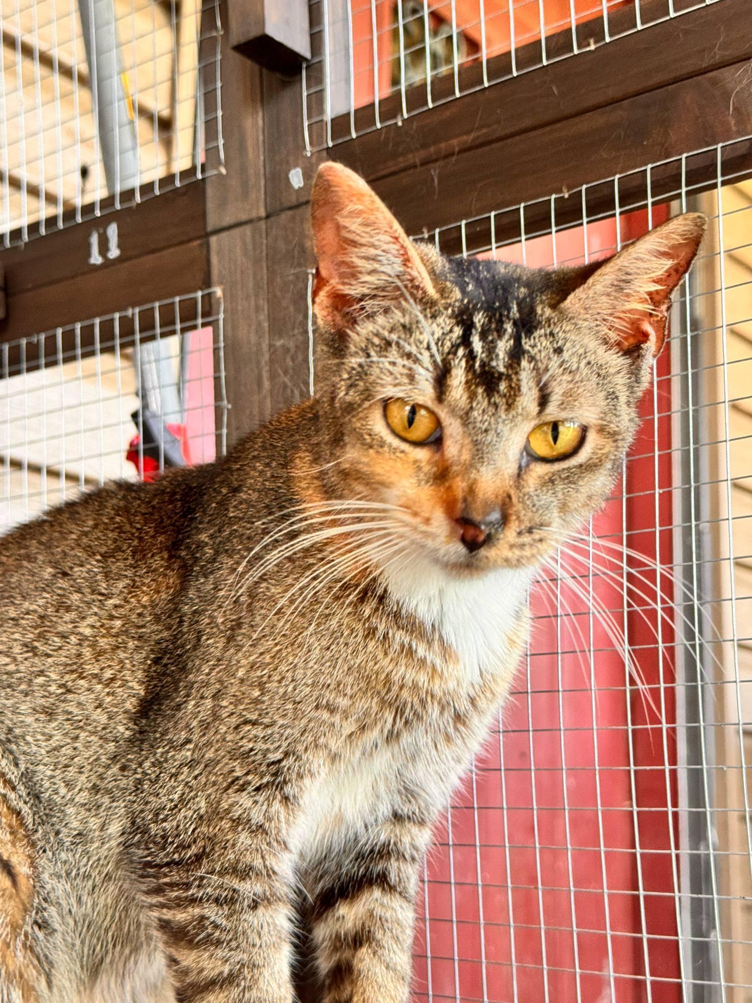Ember, Adoptable, Adult Female Domestic Short Hair.