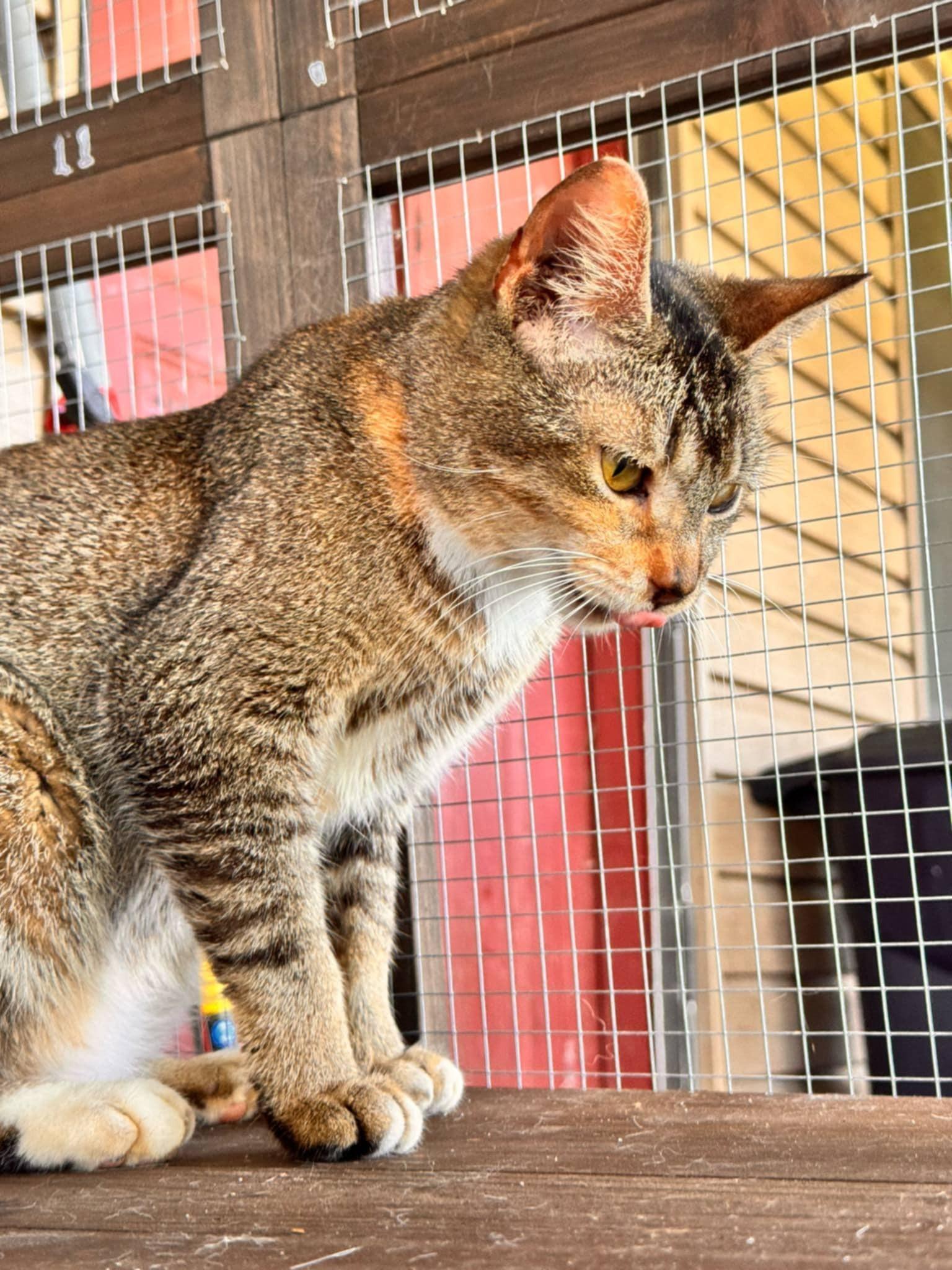 Ember, a Adoptable Domestic Short Hair in Mount Pleasant, TX image 1/3