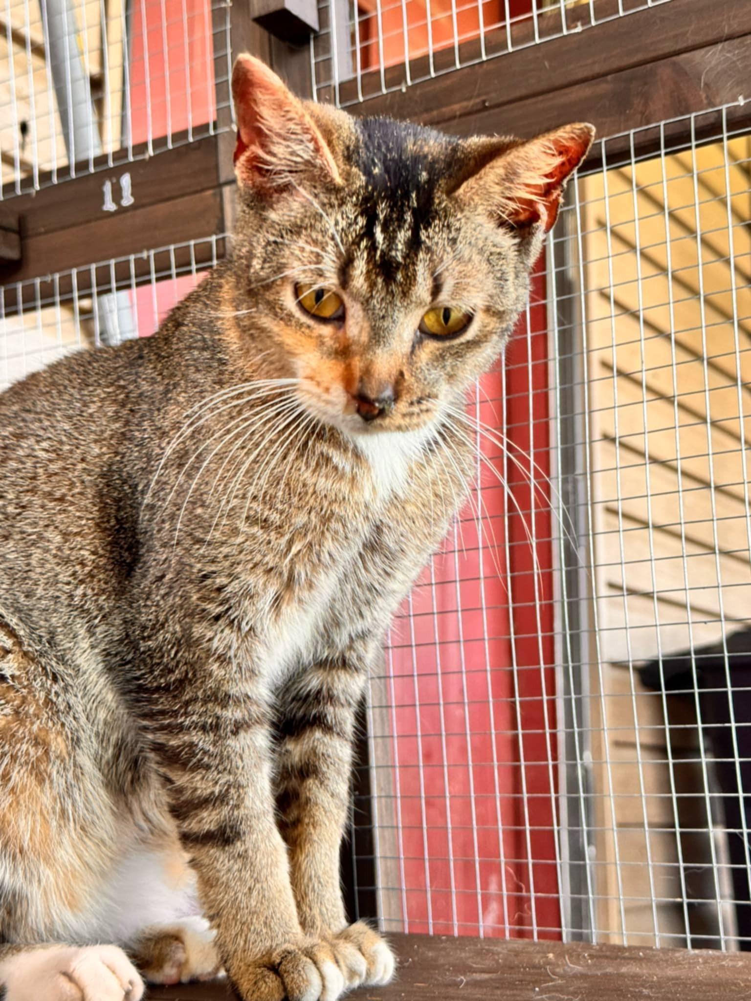 Ember, a Adoptable Domestic Short Hair in Mount Pleasant, TX image 3/3