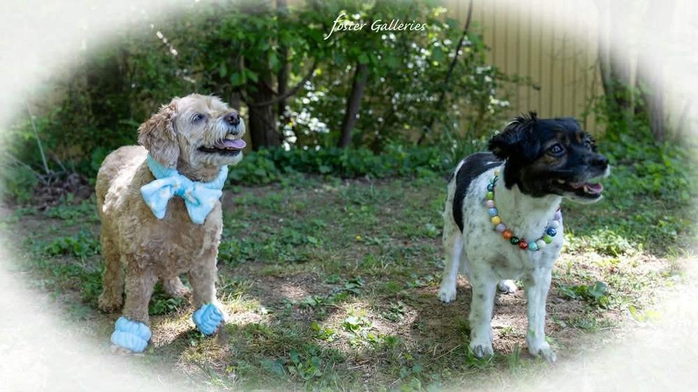 Bonnie and Leelo, Adoptable, Adult Female Terrier & Poodle.