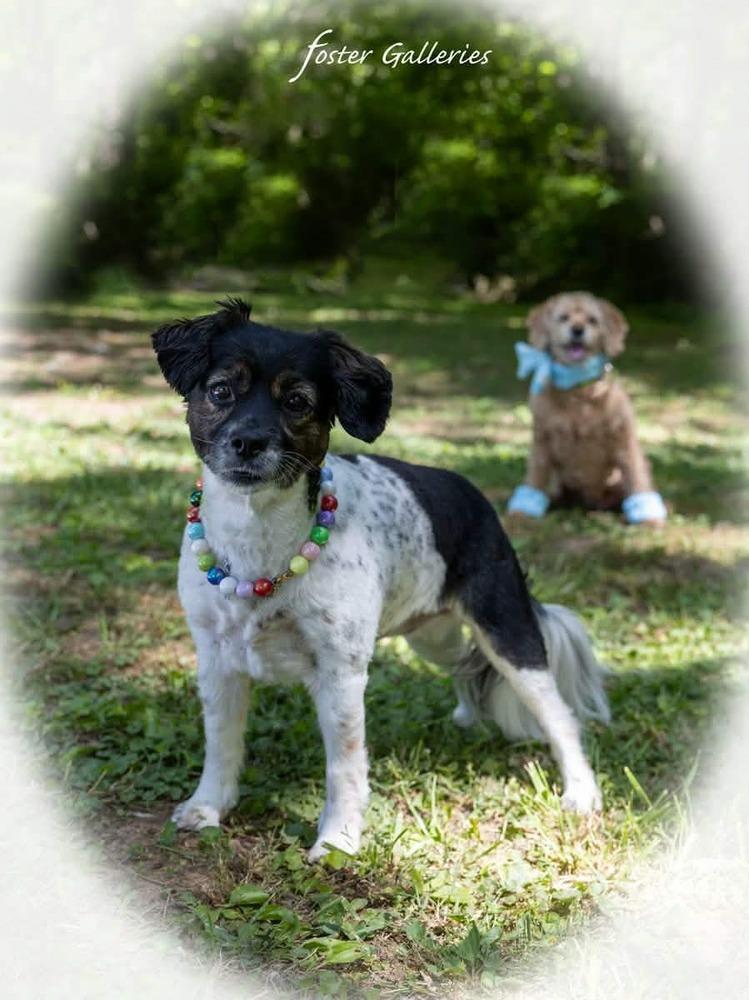 Bonnie and Leelo, a Adoptable mixed breed in Middletown, CT image 2/6