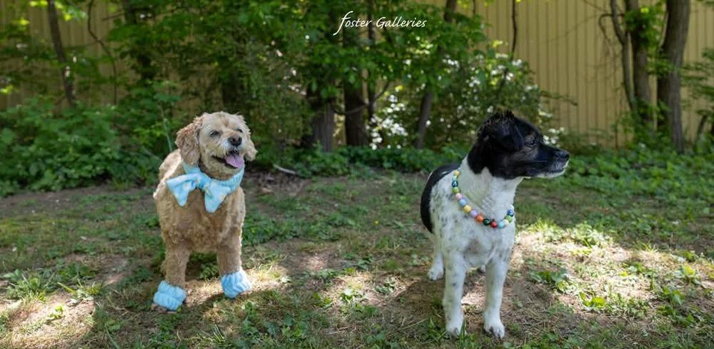 Bonnie and Leelo, a Adoptable mixed breed in Middletown, CT image 3/6
