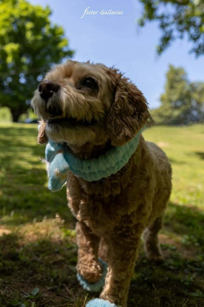 Bonnie and Leelo, a Adoptable mixed breed in Middletown, CT image 4/6
