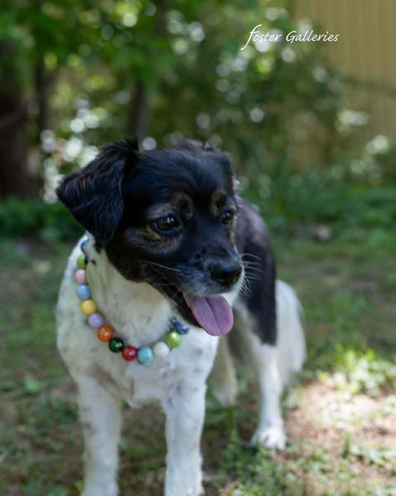 Bonnie and Leelo, a Adoptable mixed breed in Middletown, CT image 5/6