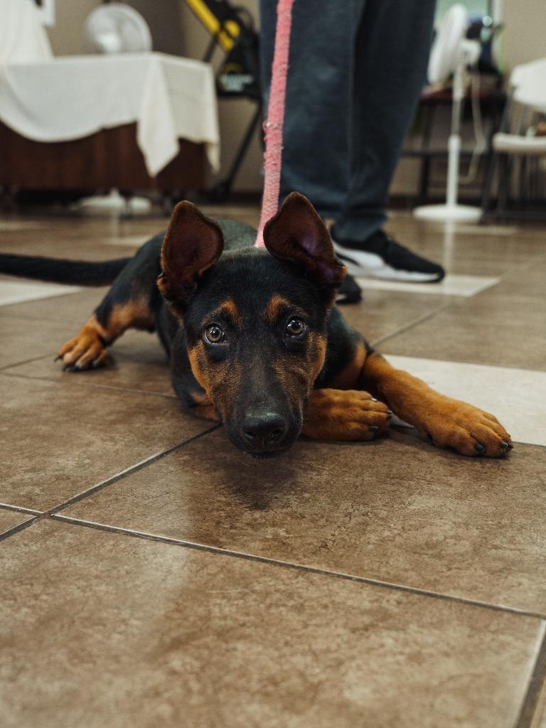 Madchen(Buddy Trail Puppy 2), Adoptable, Puppy Female German Shepherd Dog & Australian Cattle Dog / Blue Heeler.