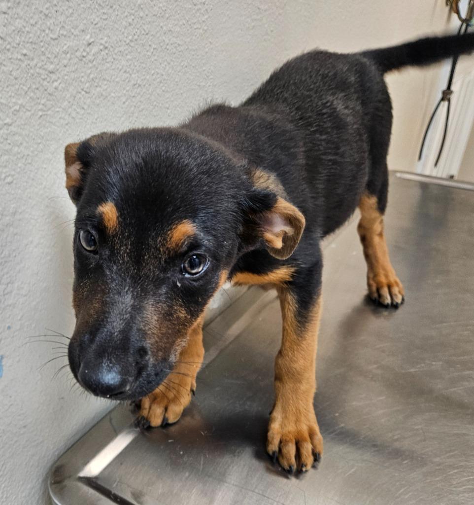 Madchen(Buddy Trail Puppy 2), Adoptable, Puppy Female German Shepherd Dog & Australian Cattle Dog / Blue Heeler.