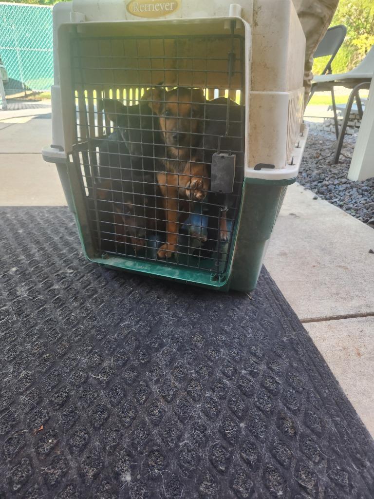 Enlarge Madchen(Buddy Trail Puppy 2), a Adoptable mixed breed in Mocksville, NC image 2/3
