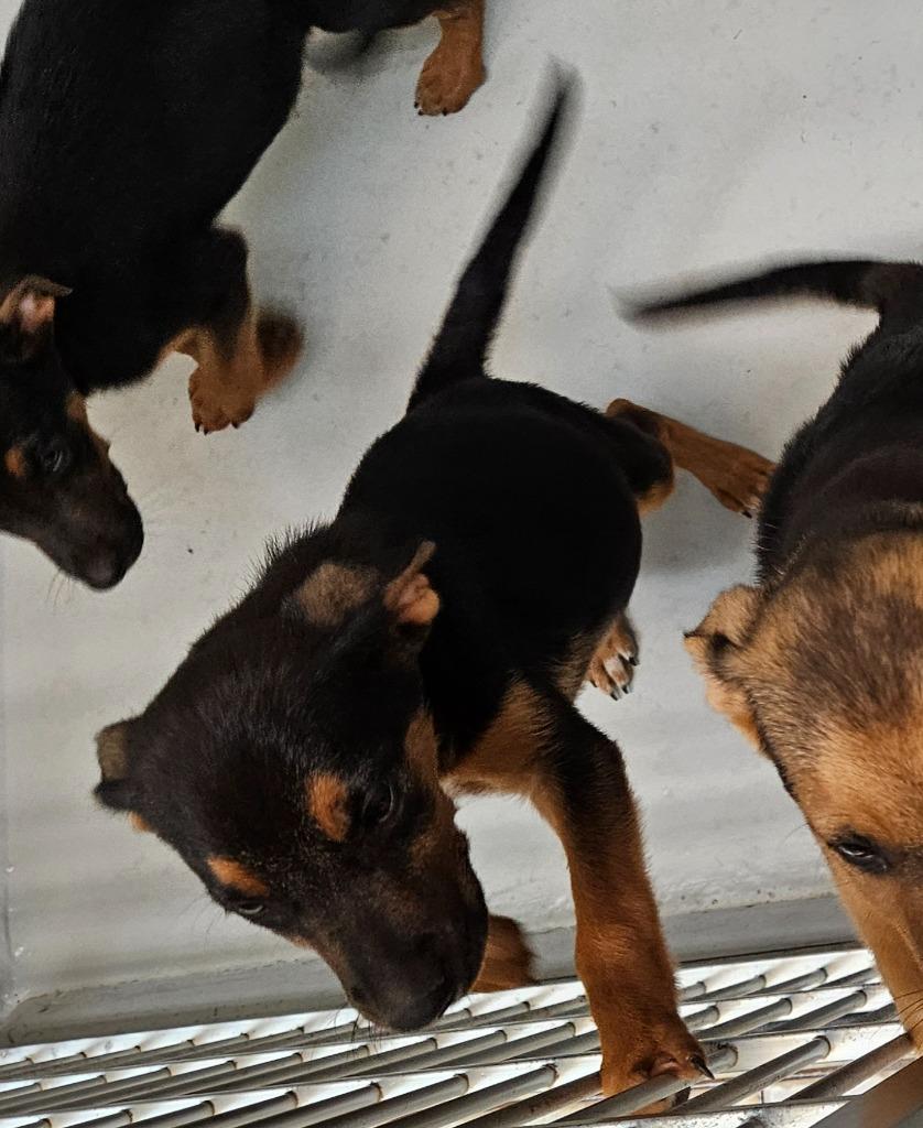 Enlarge Madchen(Buddy Trail Puppy 2), a Adoptable mixed breed in Mocksville, NC image 3/3