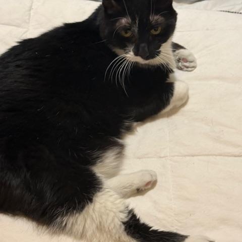 Enlarge Meadow                  , a ADOPTABLE Domestic Short Hair in Attleboro, MA image 2/4