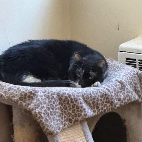 Meadow , ADOPTABLE, Senior Female Domestic Short Hair.
