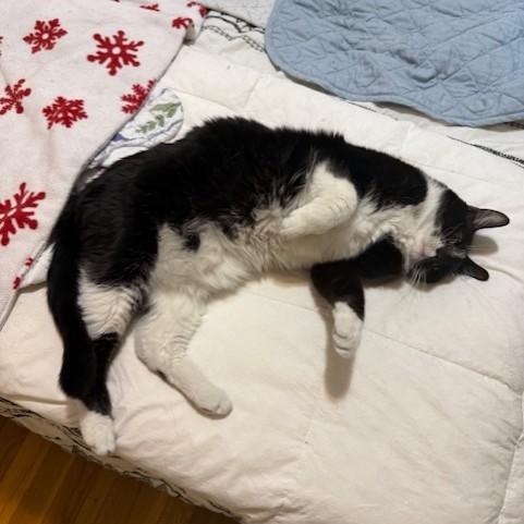 Enlarge Meadow                  , a ADOPTABLE Domestic Short Hair in Attleboro, MA image 3/4