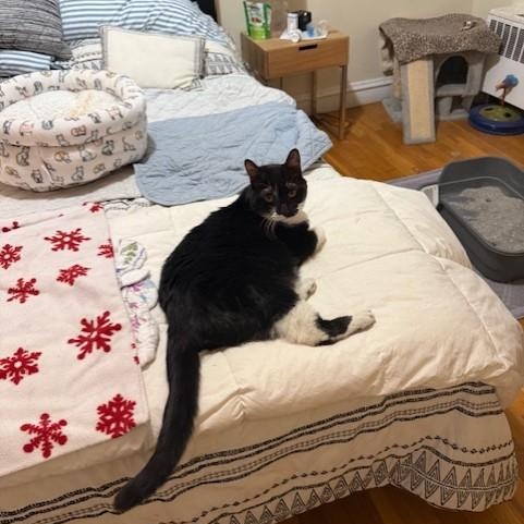 Enlarge Meadow                  , a ADOPTABLE Domestic Short Hair in Attleboro, MA image 4/4