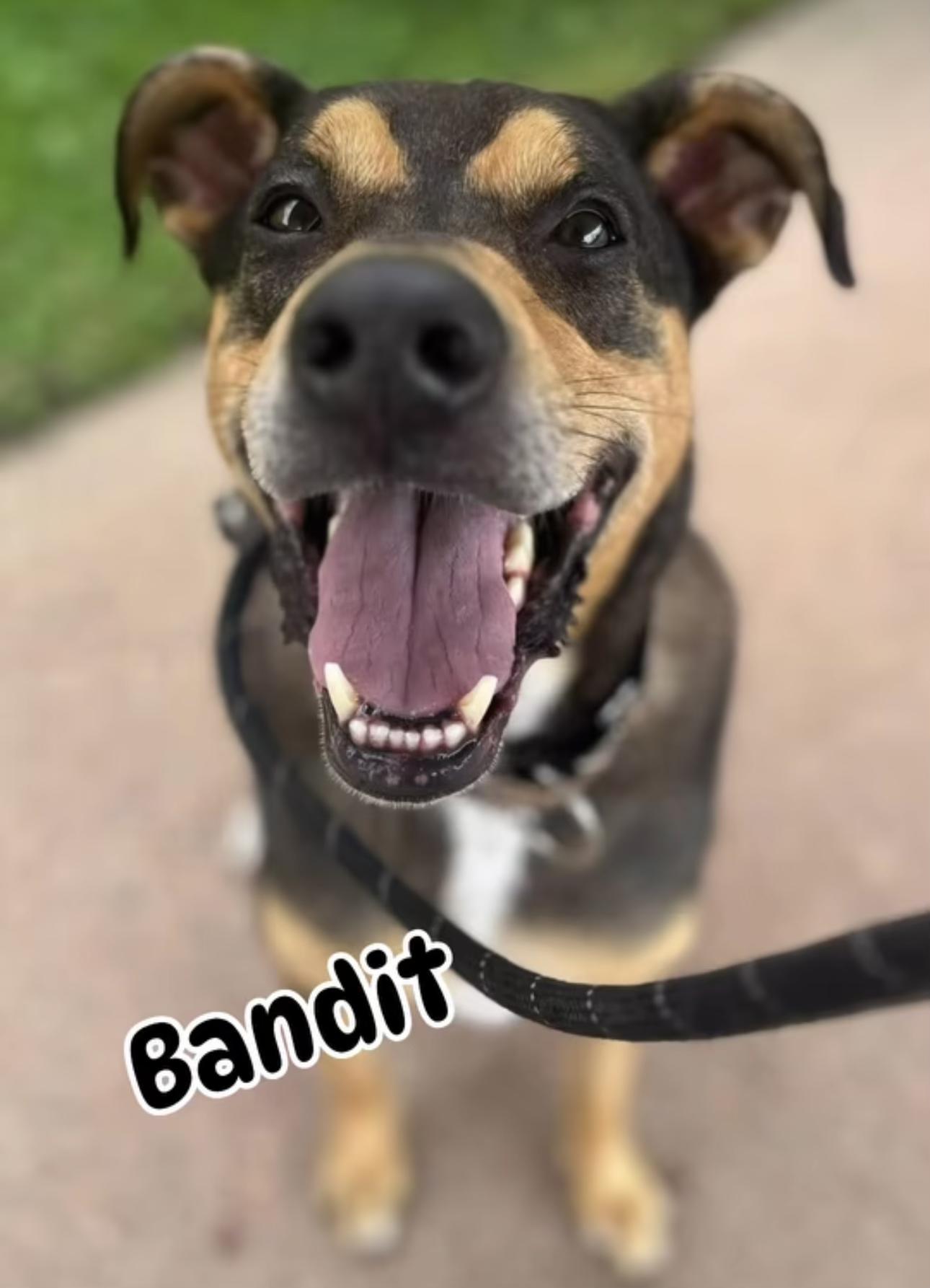 Bandit, Adopted, Senior Male Hound.