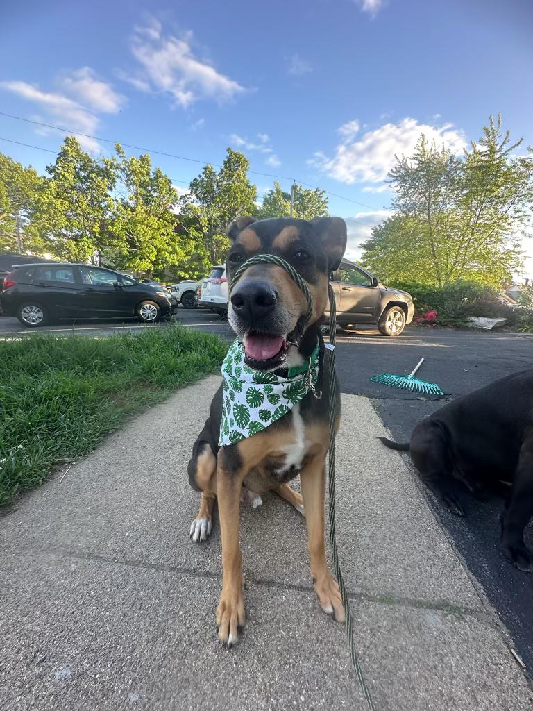 Bandit, a Adopted mixed breed in Peabody, MA image 4/6