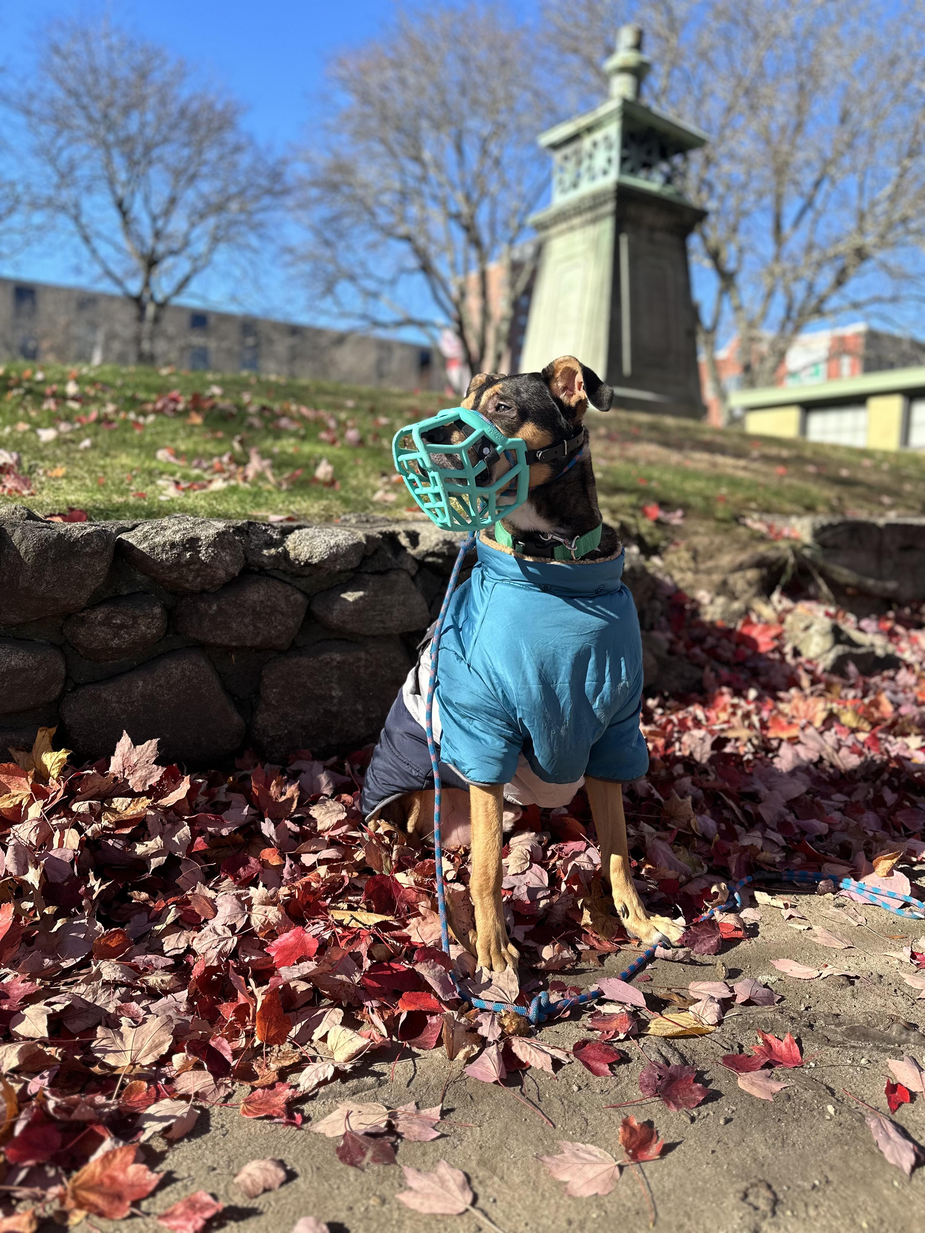 Bandit, a Adopted mixed breed in Peabody, MA image 3/6