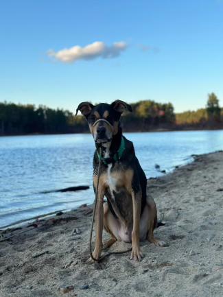 Bandit, a Adopted mixed breed in Peabody, MA image 6/6