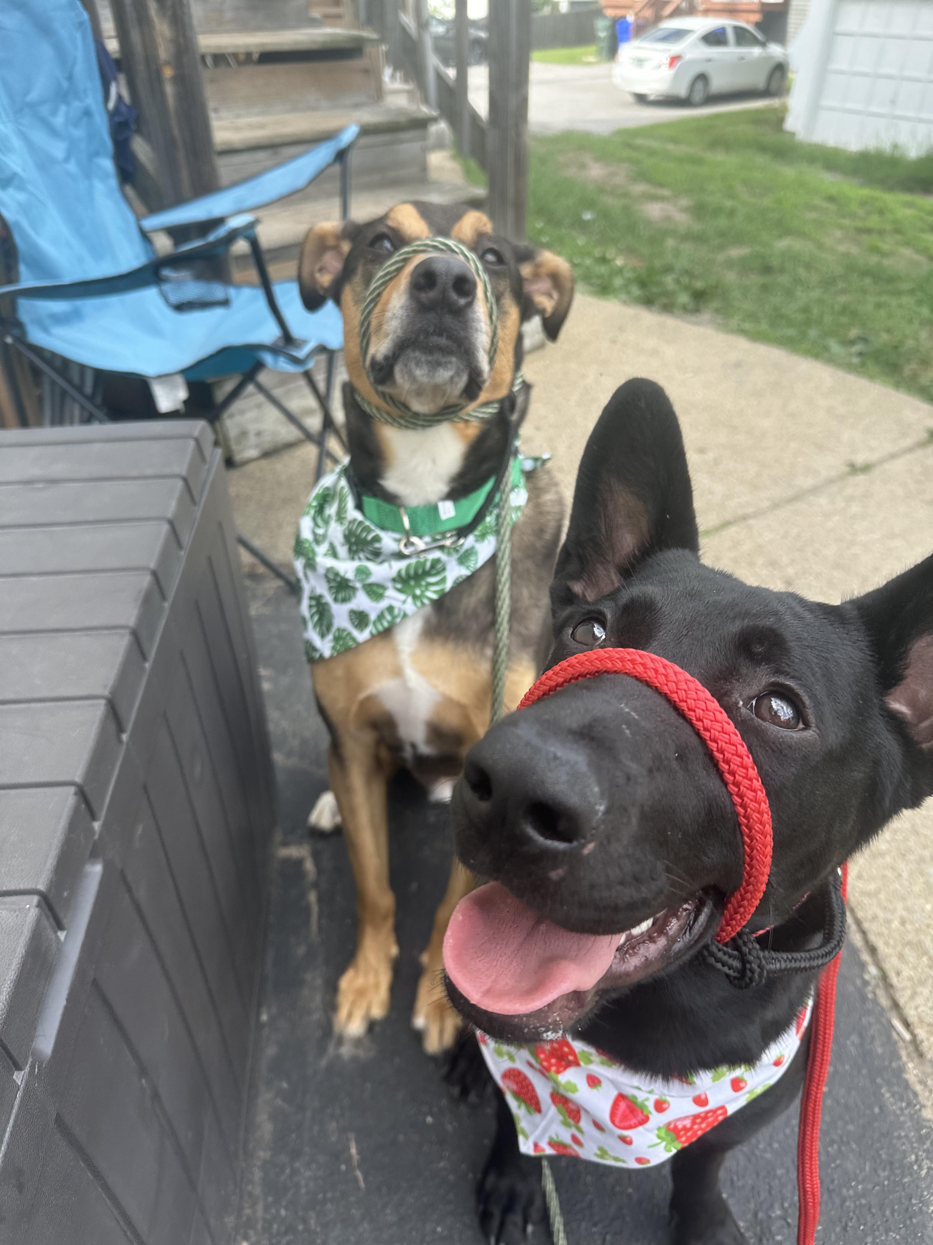 Bandit, a Adopted mixed breed in Peabody, MA image 5/6
